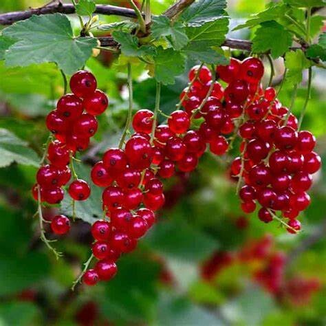 Red Currant Wax melts